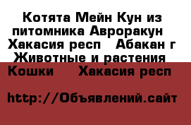 Котята Мейн Кун из питомника Авроракун - Хакасия респ., Абакан г. Животные и растения » Кошки   . Хакасия респ.